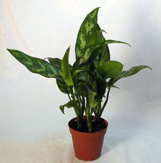 Maria Chinese Evergreen Plant   Aglaonema   Low Light   4 Pot  