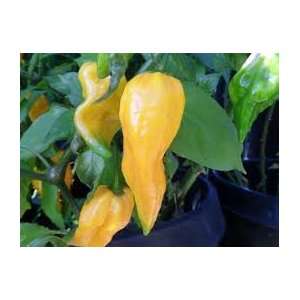  Yellow Bhut Ghost Chile Peeper HOT HOT Hot 10+ Seeds 