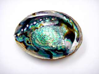 New 5   6 Polished Abalone Shell Natural Sea Shells  