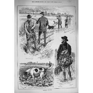  1884 Partridge Shooting Birds Dogs Man Hunting Sport