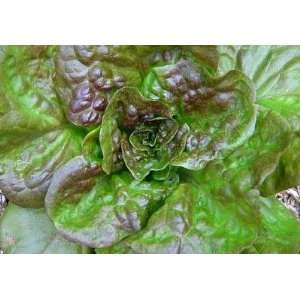  Bronze Mignorette Lettuce Seed Packs Patio, Lawn & Garden