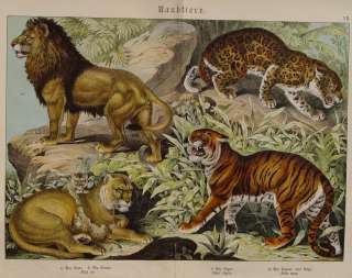 Löwe Löwin lion Tiger Jaguar Raubtier Raubkatze Katze  