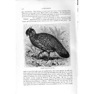 CRIMSON TRAGOPAN GAME BIRD NATURAL HISTORY 1895 PRINT 