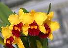 Cattleya, Spezies Artikel im Orchideen Shop Shop bei !