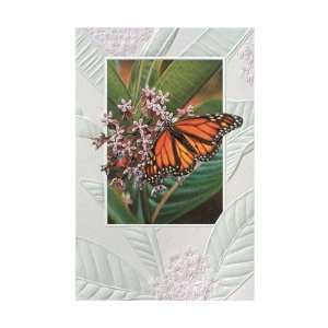   Butterfly Bday   Everyday Greeting Cards. Pack of 6: Everything Else