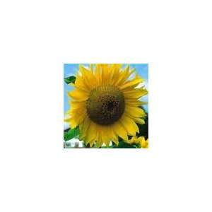  Mammoth Russian Sunflower Seeds: Patio, Lawn & Garden
