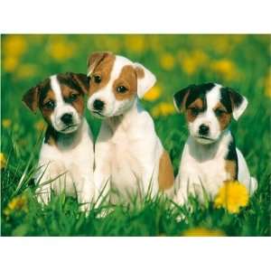 Jack Russell Welpen, 1000 Teile Puzzle  Spielzeug