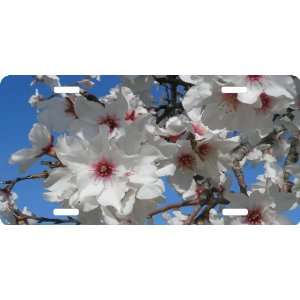  Rikki KnightTM Cherry Blossom Flower Close up Cool Novelty 