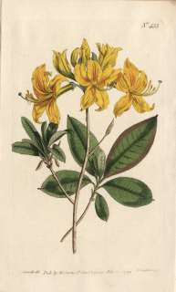 1799 Antique Curtis Botanical Print   Yellow Azalea Pontica 433  