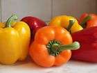 MINI BELL PEPPER~Seed~~~~~Wide Array of Colors  