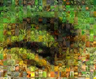 Bob Marley Mosaic Collage of marijuana Reggae Photos  