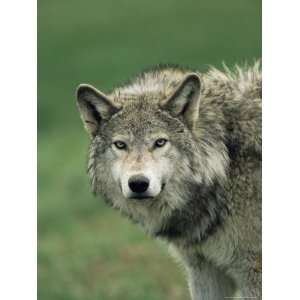  Grey Wolf, Canis Lupus, in Captivity, United Kingdom 