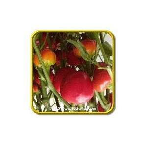  1/4 Lb   Red Cherry Hots   Bulk Hot Pepper Seeds: Patio 
