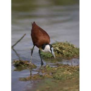African Jacana (Actophilornis Africanus), Kruger National Park, South 