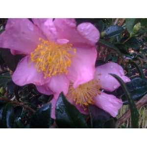  Winters Star Camellia (Camellia oleifera) Patio, Lawn 