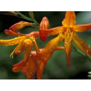  Orange Lily Flowers, Vulcano Baru, Parque National de 