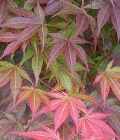 Japanese Maple Tree (Acer palmatum)   50+ SEEDS  