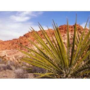 Red Rocks National Conservation Area, Mojave, Yucca, Nevada, USA 