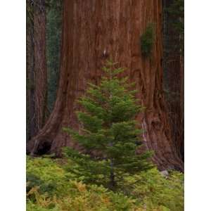  Trunk of a Giant Sequoia Tree and a Small Evergreen Tree 