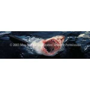  Exclusive By ClearVue Graphics Window Graphic   16x54 Jaws 
