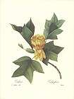 redoute botanical tulipier magnolia tree flower 143 one day shipping 