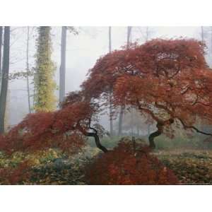 Japanese Maple Trees (Acer Palmatum) Exhibiting Fall Colors National 