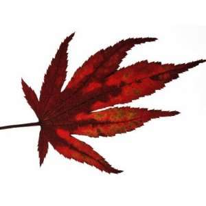 Japanese Maple Leaf in Autumn Colours, Native to Japan and Korea 