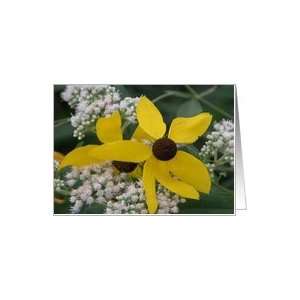  Yellow cone flowers with Mountain Mint /Birthday Card 