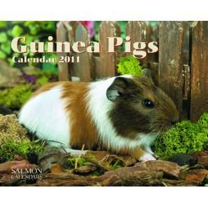  2011 Animal Calendars Guinea Pigs   12 Month   24.8x19 