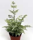 Silver Lace Table Fern   Easy to Grow   4 pot