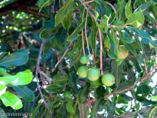 Macadamia Nuts growing on tree in Hawaii