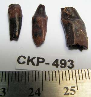 Dinosaur Fossil 3 Mammal Incisor Teeth Roots ckp493  