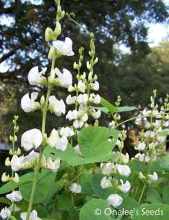 10+ WHITE Hyacinth Bean Vine Seeds Dolichos Lablab Alba  
