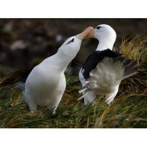 Pair of Black Browed Albatrosses Courting, West Point Island, Falkland 